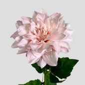 Kunstblumen kaufen Premium Dahlie Real Touch Qualität 61 cm