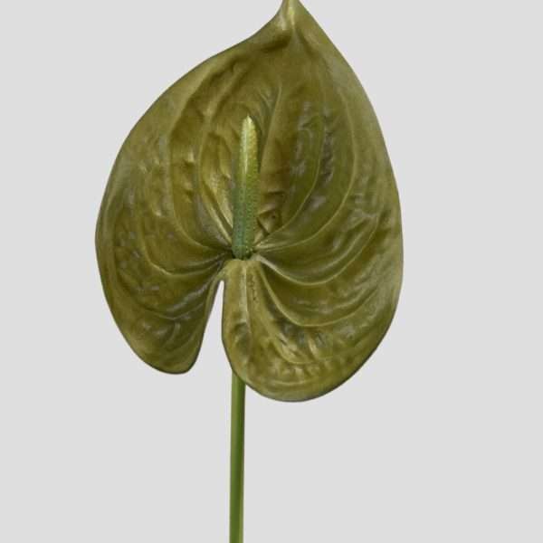 Anthurium
