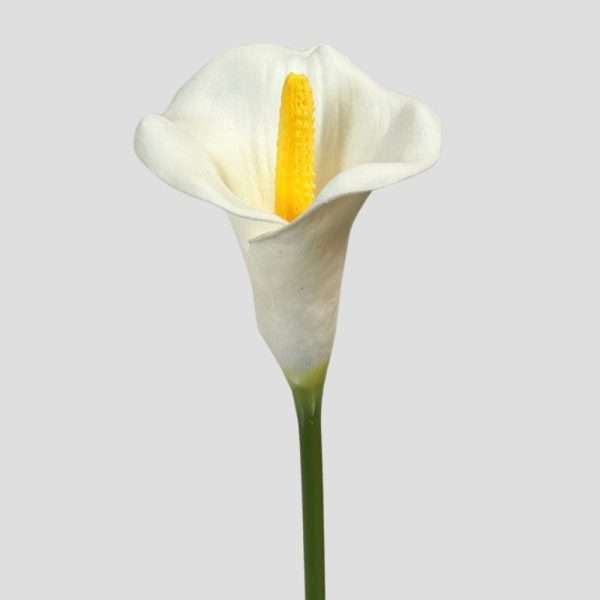 Calla